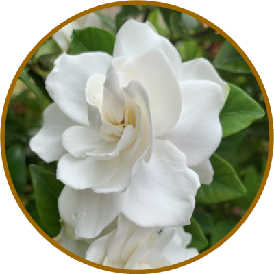 Gardenia