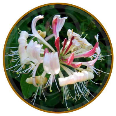 Japanese Honeysuckle